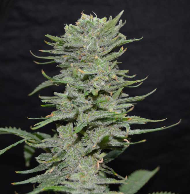 Lemon Pie Strain Marijuana Seeds Cannabis HoliMoli